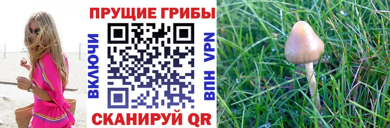 Галлюциногенные грибы MAGIC MUSHROOMS  Торжок 